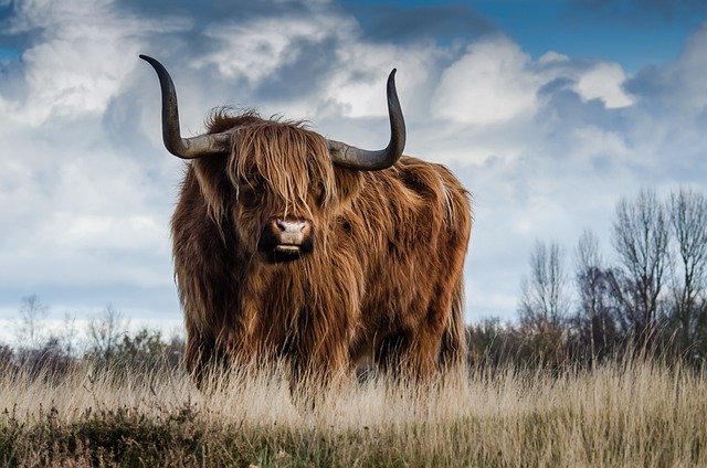 Curiosidades Sobre Vacas Peludas: Conheça Esses Animais Únicos