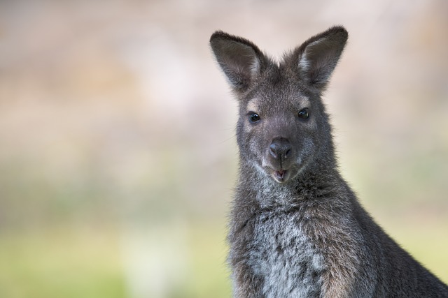 Wallaby: Descubra como o Comportamento e a Alimentação Influenciam seu Estilo de Vida