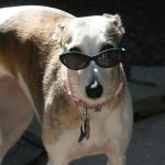Whippet de Óculos Escuros