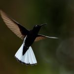 Beija-flor-preto