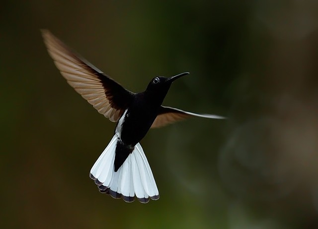 O Encanto do Beija-flor-preto: Um Pássaro Exótico e Fascinante