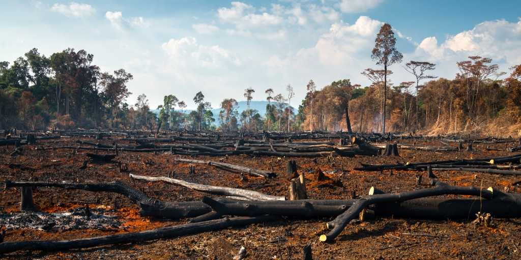 A Influência do Desmatamento na Mudança Climática Global