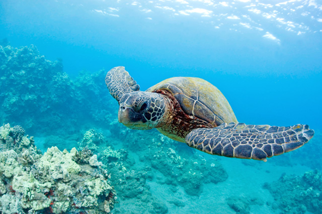Os segredos da fauna marinha: curiosidades e mistérios dos oceanos