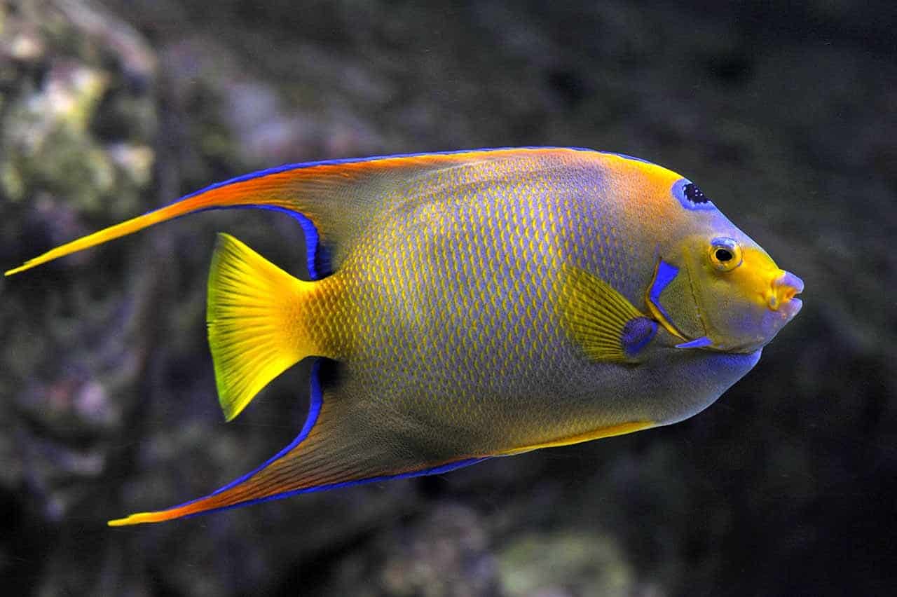 Peixe Anjo (Escalar): Características, Aquário Ideal e Como Criar
