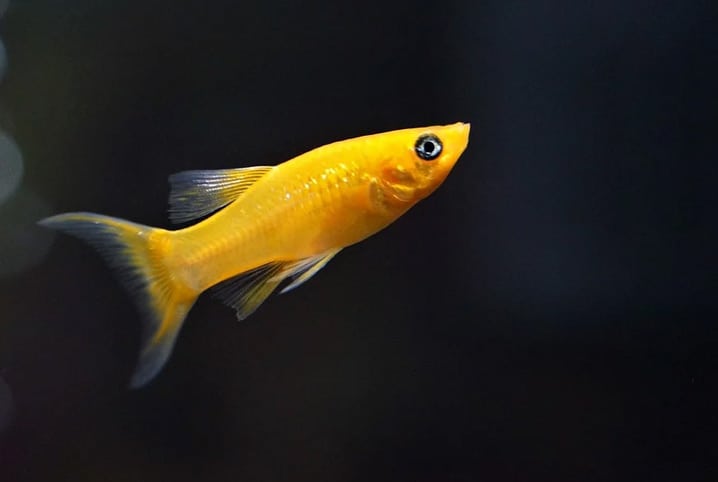 A Diversidade do Peixe-Molly: Cores, Comportamentos e Espécies Surpreendentes