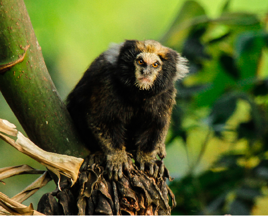 Sagui-Caveirinha: Ameaçado de Extinção