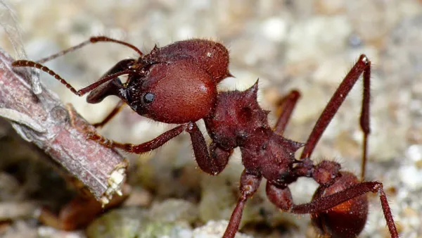 Os Fascinantes Segredos da Formiga-Cortadeira e seu Ecossistema
