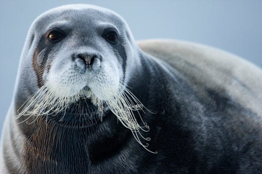Foca Barbuda e as Mudanças Climáticas: Impactos e Desafios