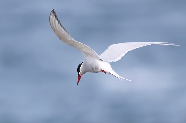 Características da Andorinha do Ártico e seu Habitat