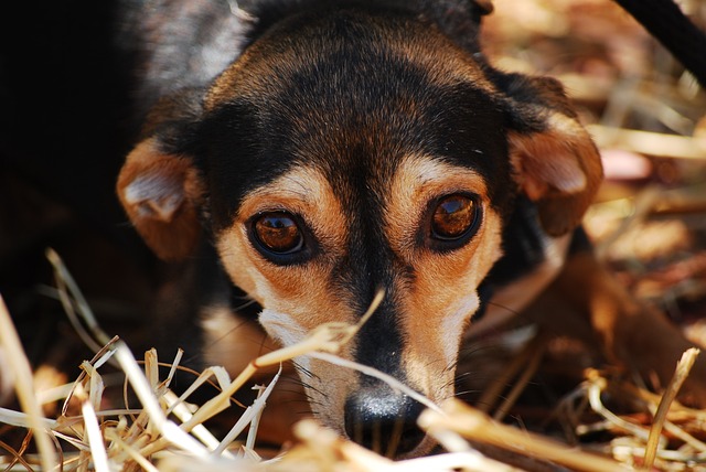 Ansiedade de Separação Canina: Dicas Práticas