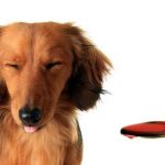 Cachorro ao Lado de uma Colher com Xarope