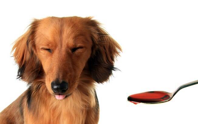Administração de Remédios para Cachorros: Técnicas Práticas