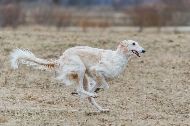 Exercícios para Cachorros Atletas: Estímulo Saudável