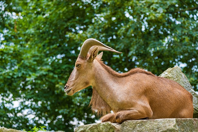 Carneiro-da-Barbária: Uma Espécie Fascinante da Fauna Selvagem