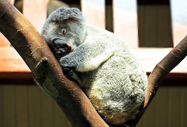 Coala na Natureza: Ameaças e Conservação