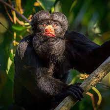 Cuxiú-de-Nariz-Branco: Mamífero Amazônico