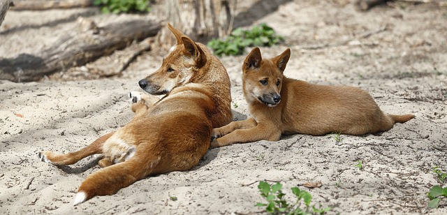 Dingo e Cães Domésticos: Comparação de Comportamentos