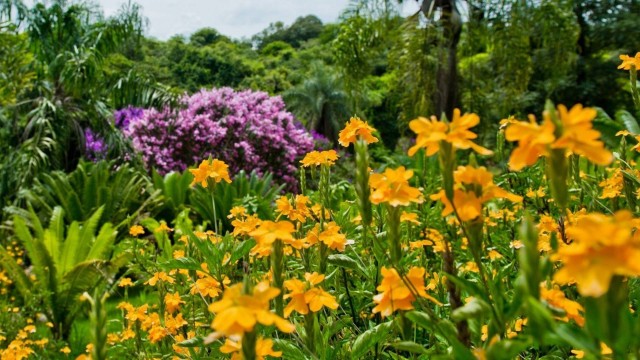 Flores Tropicais Coloridas: Um Festival de Cores na Natureza