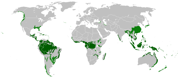 Florestas Pluviais: Tesouros de Biodiversidade e a Necessidade de Conservação