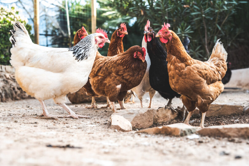 Frangos Saudáveis: Ração Natural e Balanceada