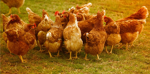 A Importância da Alimentação Natural em Frangos de Corte