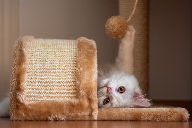 Brincadeiras Divertidas: Diversão Garantida para Gatos em Apartamentos