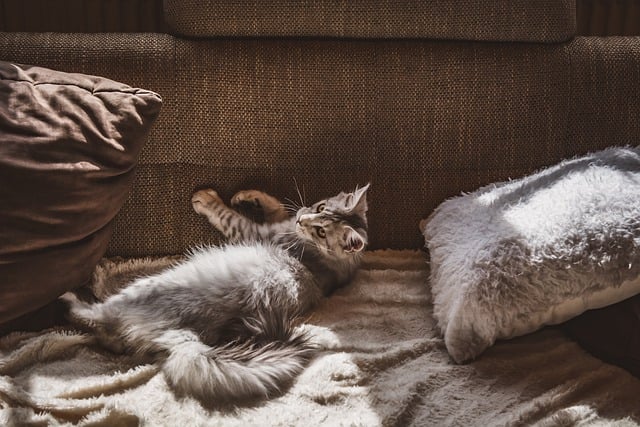 Gato Feliz em Apartamento Pequeno: Dicas para uma Adaptação Tranquila