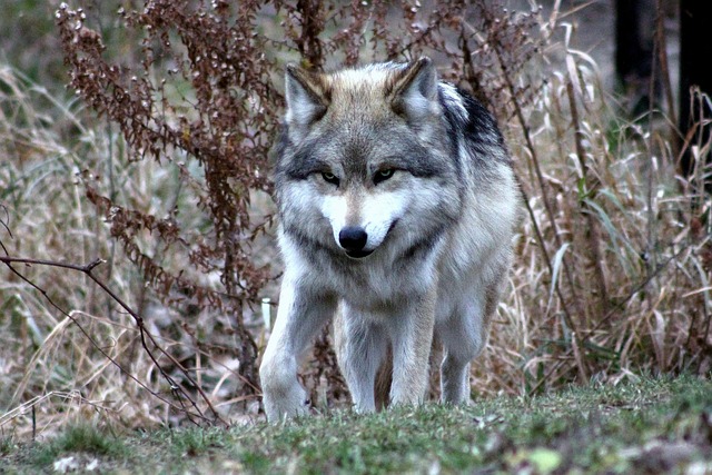 Lobo-Mexicano: Reprodução e Vínculos Sociais no Ambiente Selvagem
