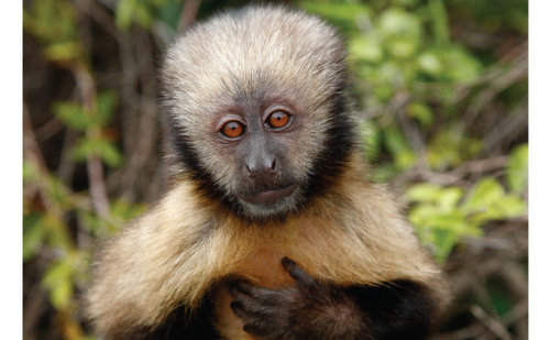 Habitat do Macaco-Prego-do-Peito-Amarelo: Ambiente Natural