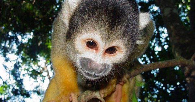 Mico-de-Cheiro: Descubra as Fascinantes Características e Comportamento Desse Primata Amazônico
