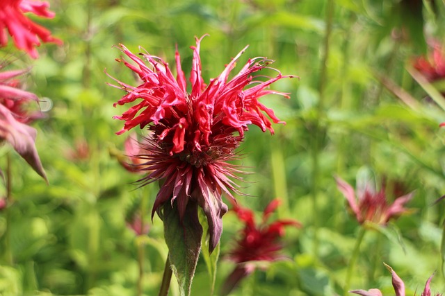 Monarda: Benefícios Naturais à Saúde