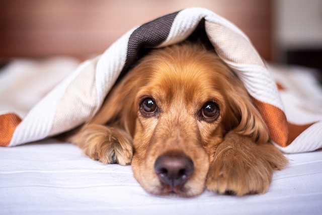 Decifrando as Expressões Faciais dos Cães: Entenda o que seu Pet Quer Dizer