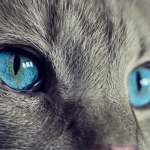 Olhar do Gato de Olhos Azuis