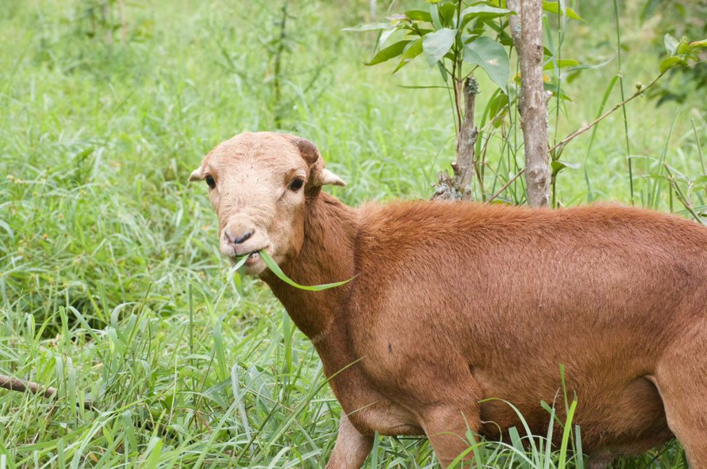 Red Maasai: Raça Versátil para Criação