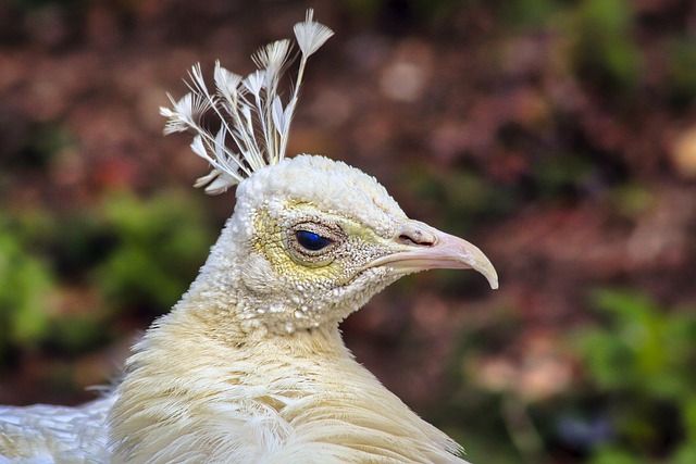 Curiosidades sobre Animais Albinos: Luz na Escuridão