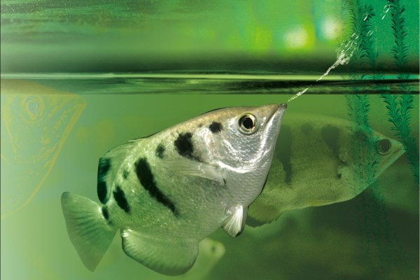 O Enigma do Peixe-Arqueiro: Descubra os Segredos Dessa Espécie Fascinante