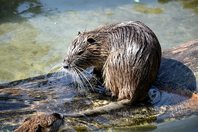 Curiosidades do Rato Almiscarado: Surpreenda-se