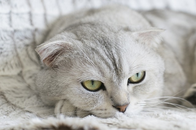 Scottish Fold: Conheça as Características Encantadoras dessa Raça Felina