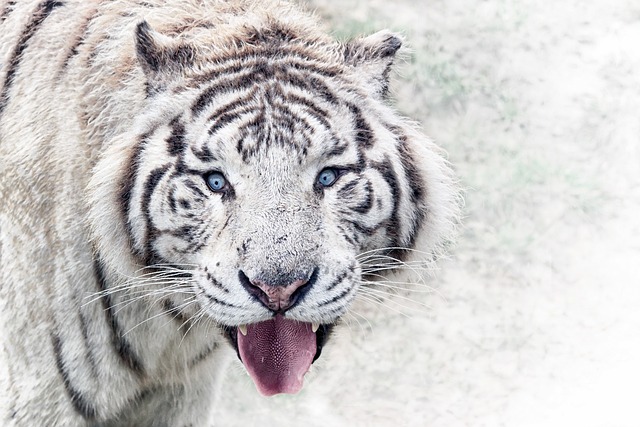 Tigre Branco: Conheça seu Habitat e as Características Marcantes