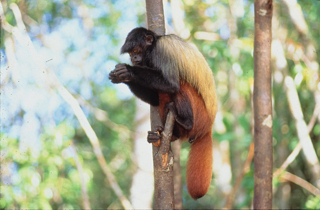 Uacari-Preto: Ameaçado na Amazônia e em Busca de Proteção