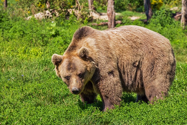 Urso Pardo: Explorando seu Habitat Natural