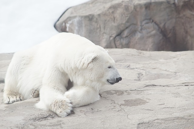 Urso Polar: Curiosidades Fascinantes sobre Essa Espécie Majestosa