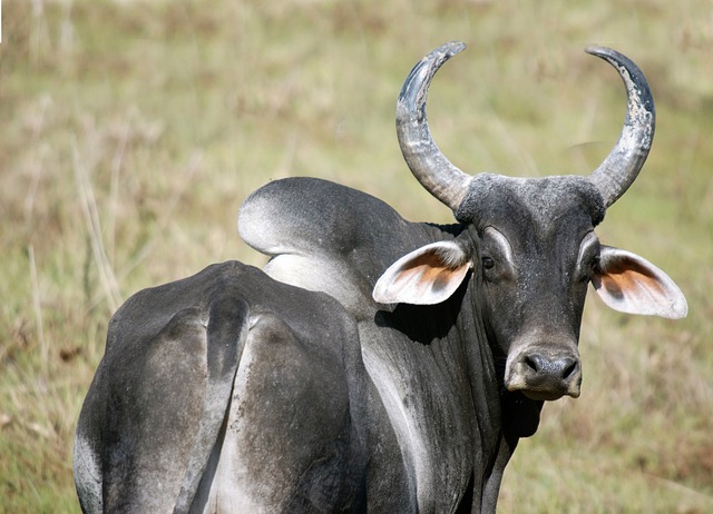 Características do Zebu: Força e Resistência ao Clima Tropical
