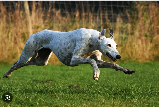 Greyhound Americano: Características e Diferenças