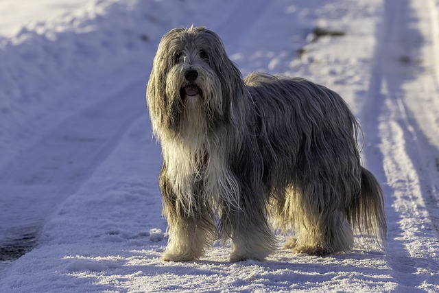 Bearded Collie: História e Origem