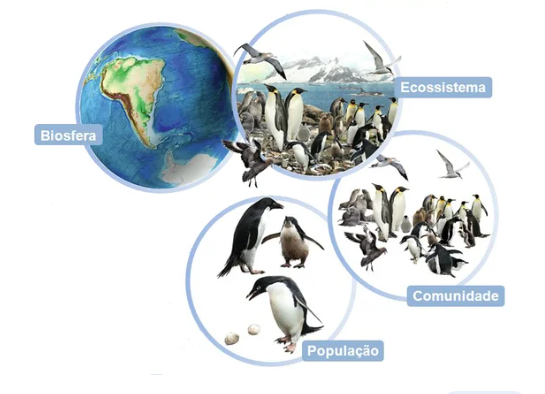 Distinção entre Ecossistema e Biosfera