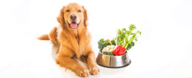 Alimentação Natural para Cachorros