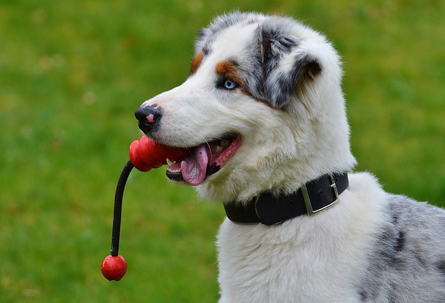 Cachorro Esperto: Jogos que Desafiam a Mente