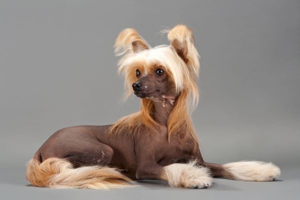 Origem do Cão de Crista Chinês: Raça Antiga