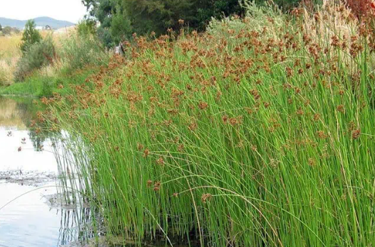 Capim-dos-Juncos: Charme Selvagem no Paisagismo